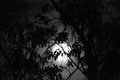 Lune au travers des branches